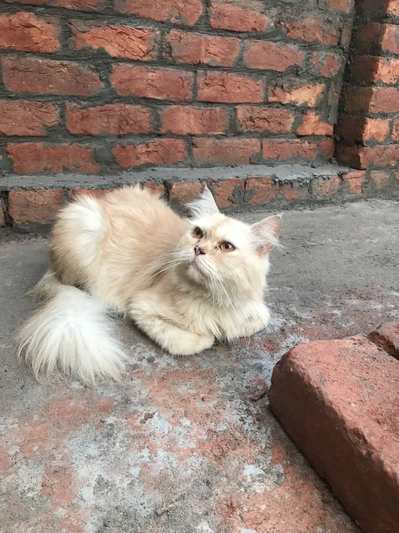 persian 10
