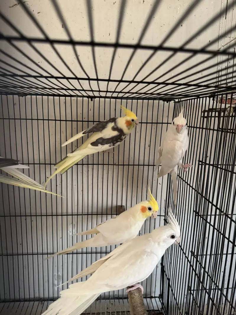 2.5 by 1.5 cage for sale and cockateils — photo 3
