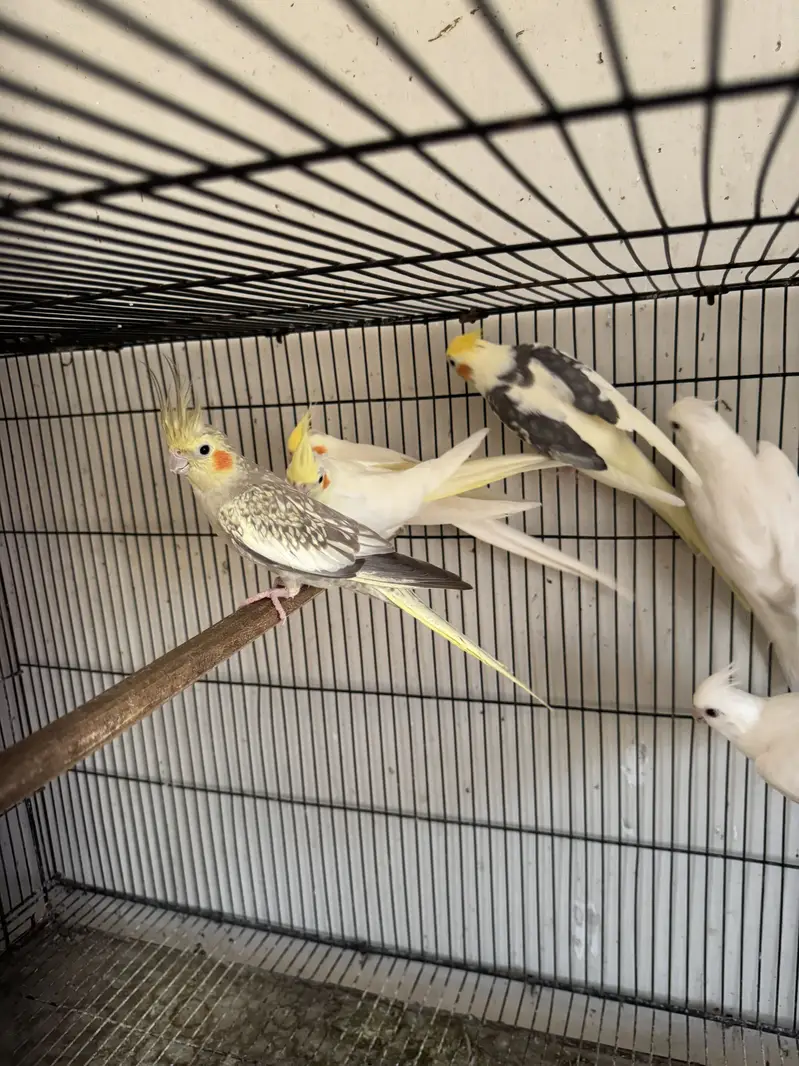 2.5 by 1.5 cage for sale and cockateils — photo 4