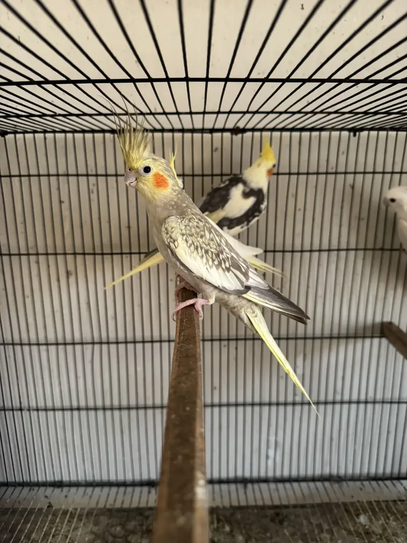 2.5 by 1.5 cage for sale and cockateils — photo 5