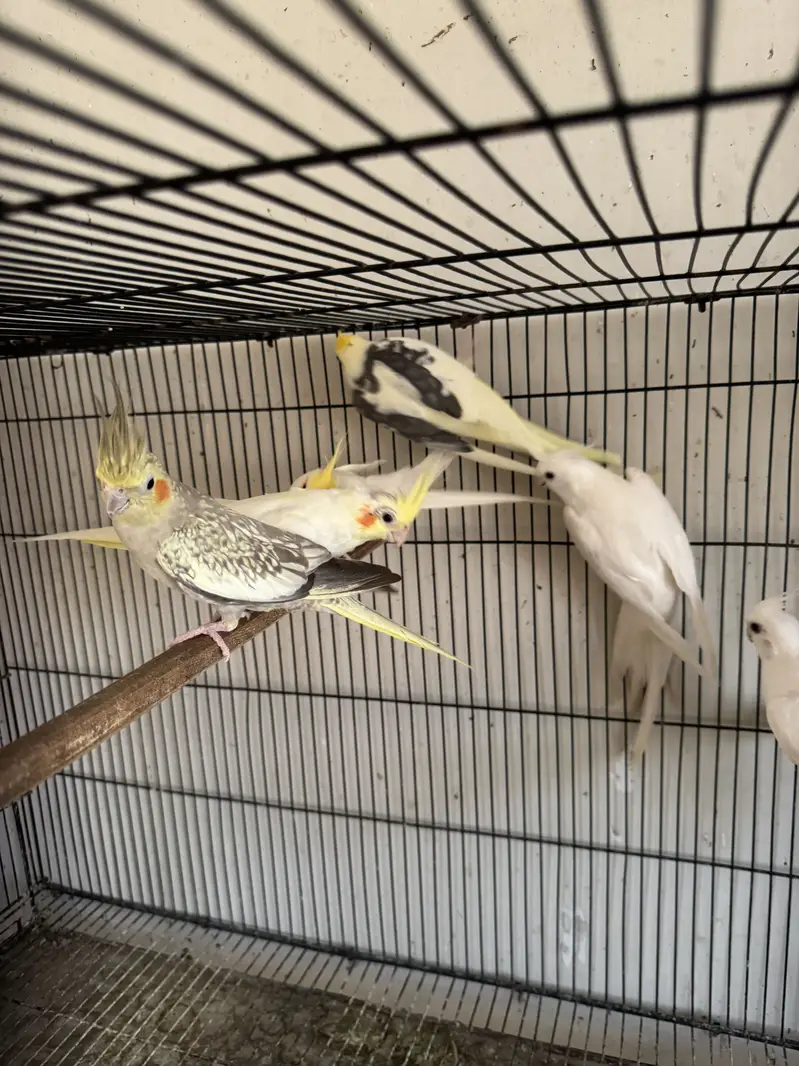 2.5 by 1.5 cage for sale and cockateils — photo 6