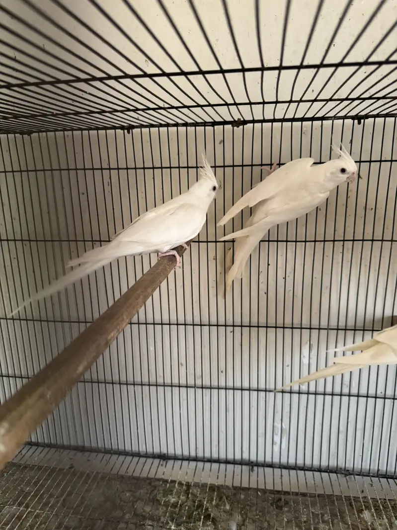 2.5 by 1.5 cage for sale and cockateils — photo 7