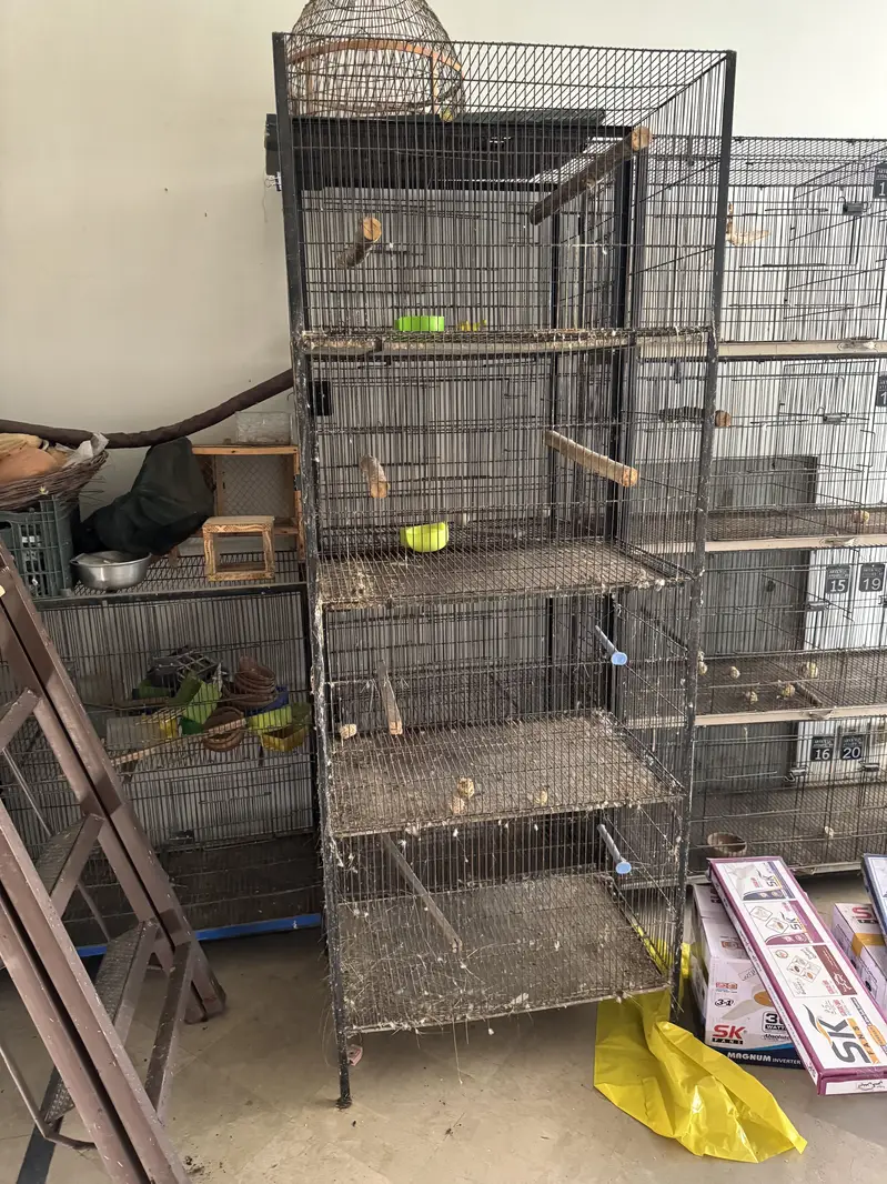 2.5 by 1.5 cage for sale and cockateils — photo 8