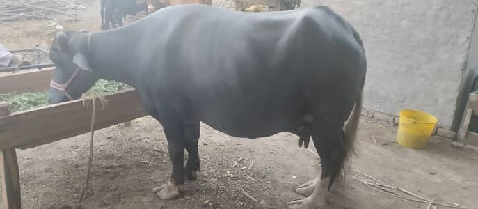 pregnant gabhan 9 month