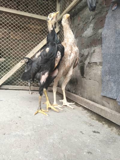 high quality aseel chick for sale03237700235