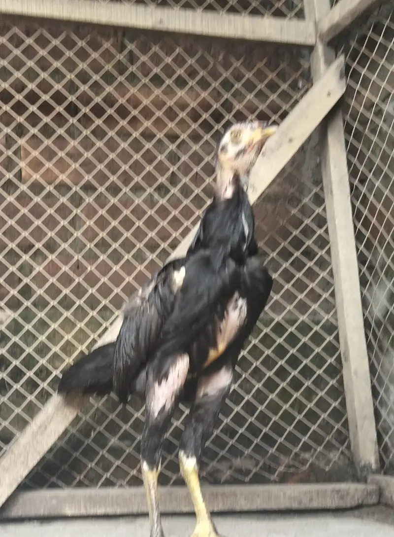 high quality aseel chick male or female  for sale03237700235 — photo 2