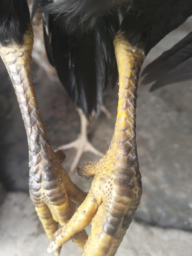 high quality aseel chick male or female  for sale03237700235 — photo 3