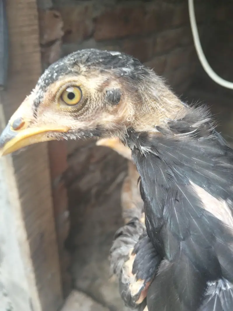 high quality aseel chick male or female  for sale03237700235 — photo 4