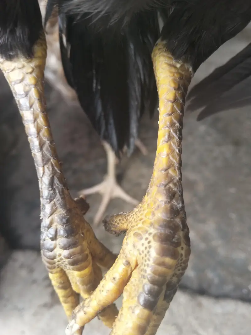 high quality aseel chick male or female  for sale03237700235 — photo 5