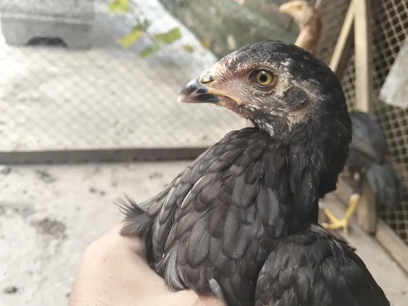 high quality aseel chick male or female  for sale03237700235 — photo 8