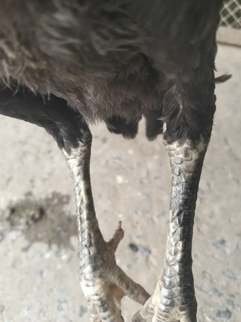high quality aseel chick male or female  for sale03237700235 — photo 9