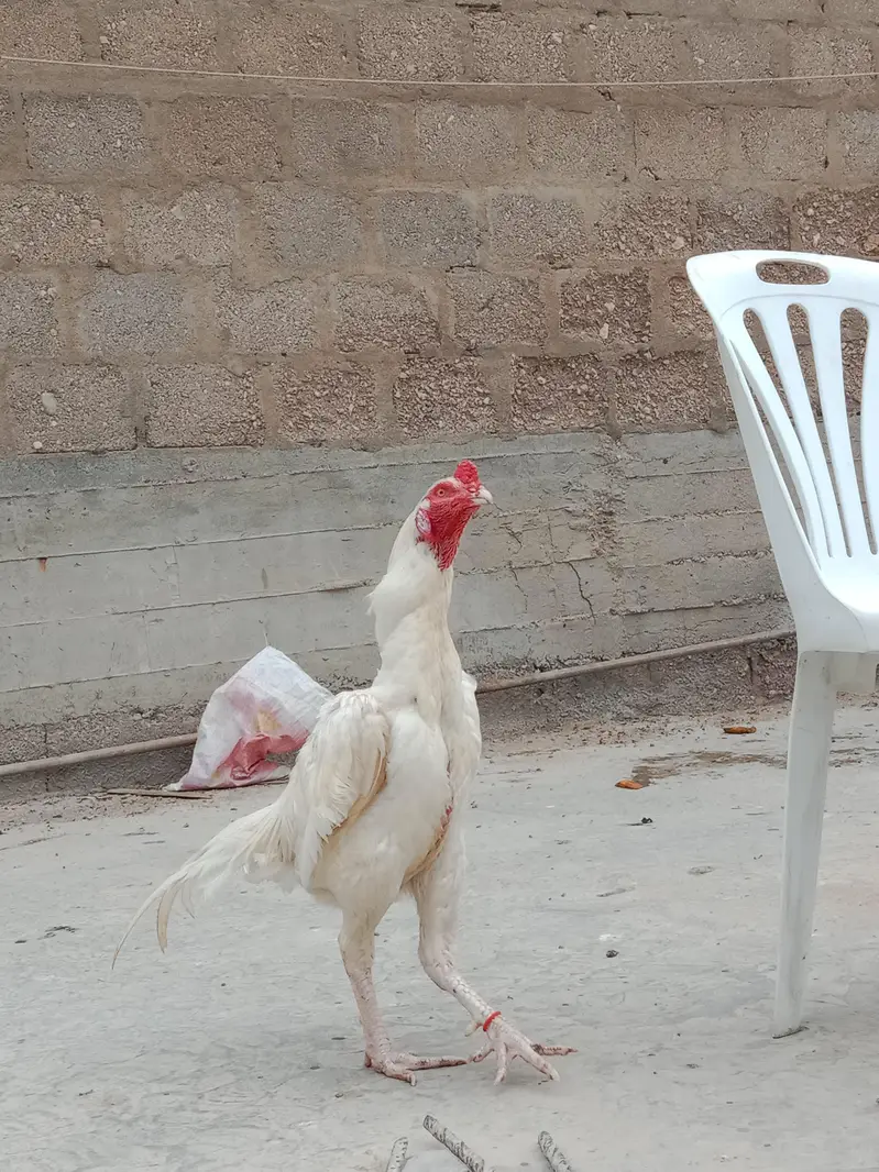 aseel heera murga — photo 2