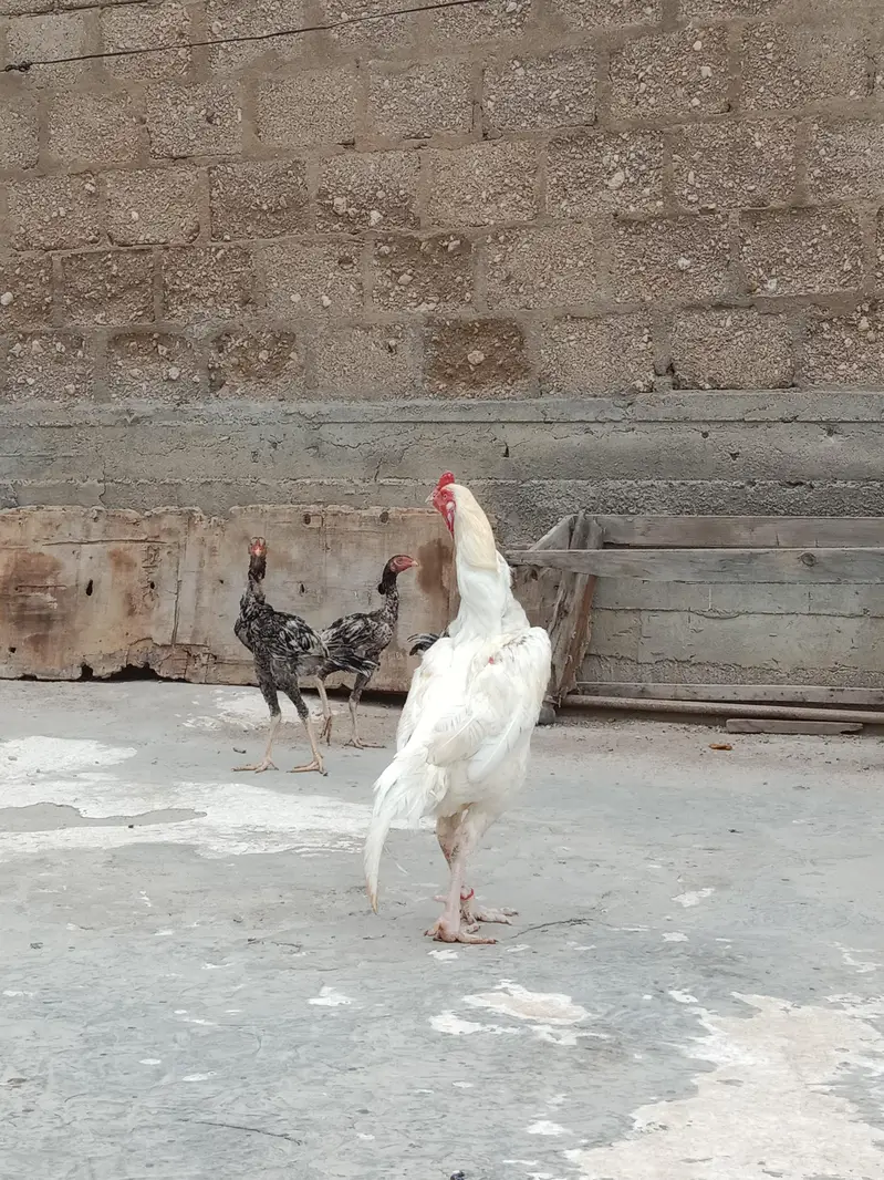 aseel heera murga — photo 5