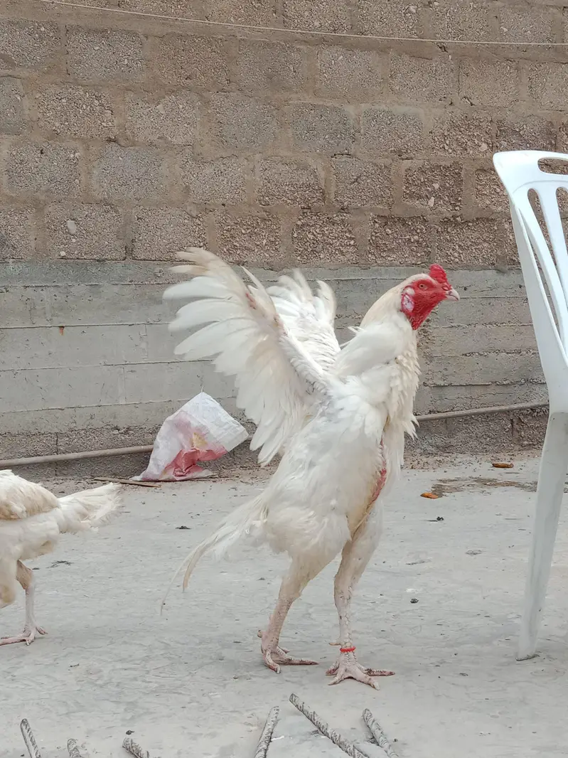aseel heera murga — photo 6