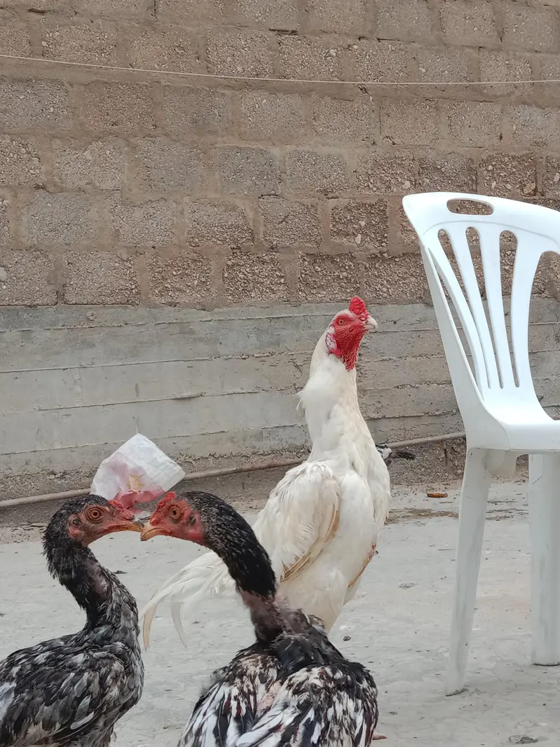 aseel heera murga — photo 7