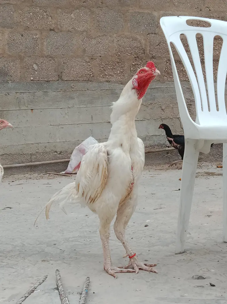 aseel heera murga — photo 8