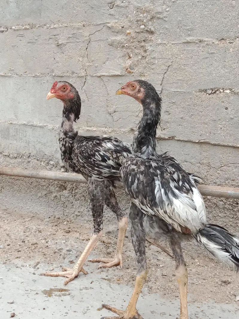 aseel heera murga — photo 9