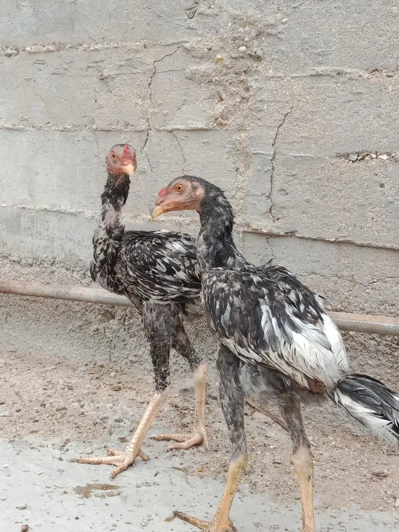 aseel heera murga — photo 10