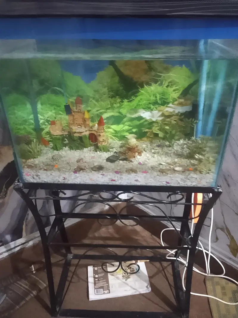 urgent sale fish aquarium