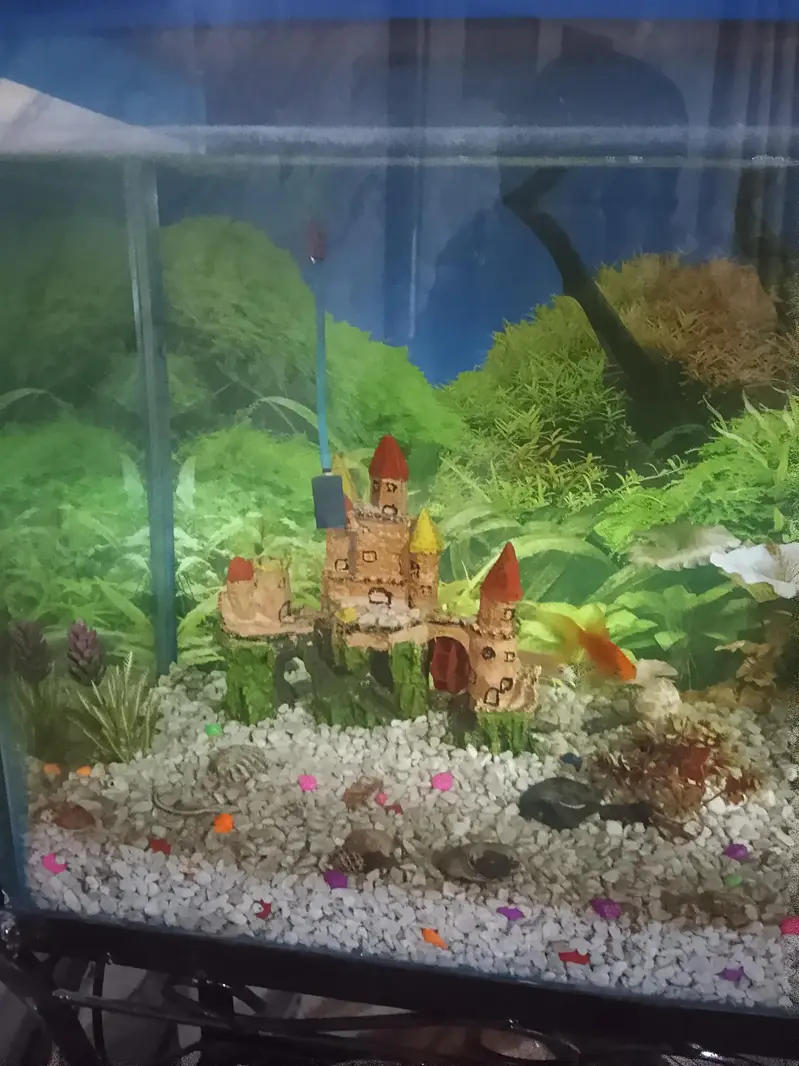 urgent sale fish aquarium — photo 2