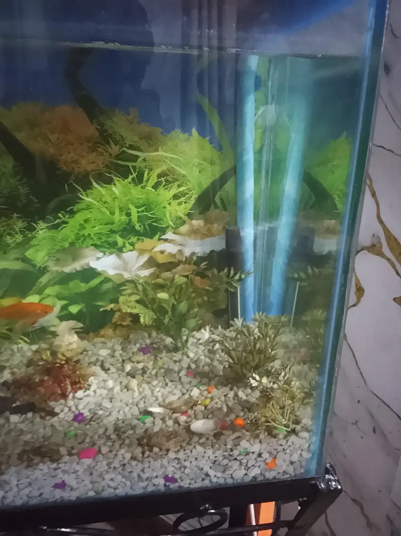 urgent sale fish aquarium — photo 3