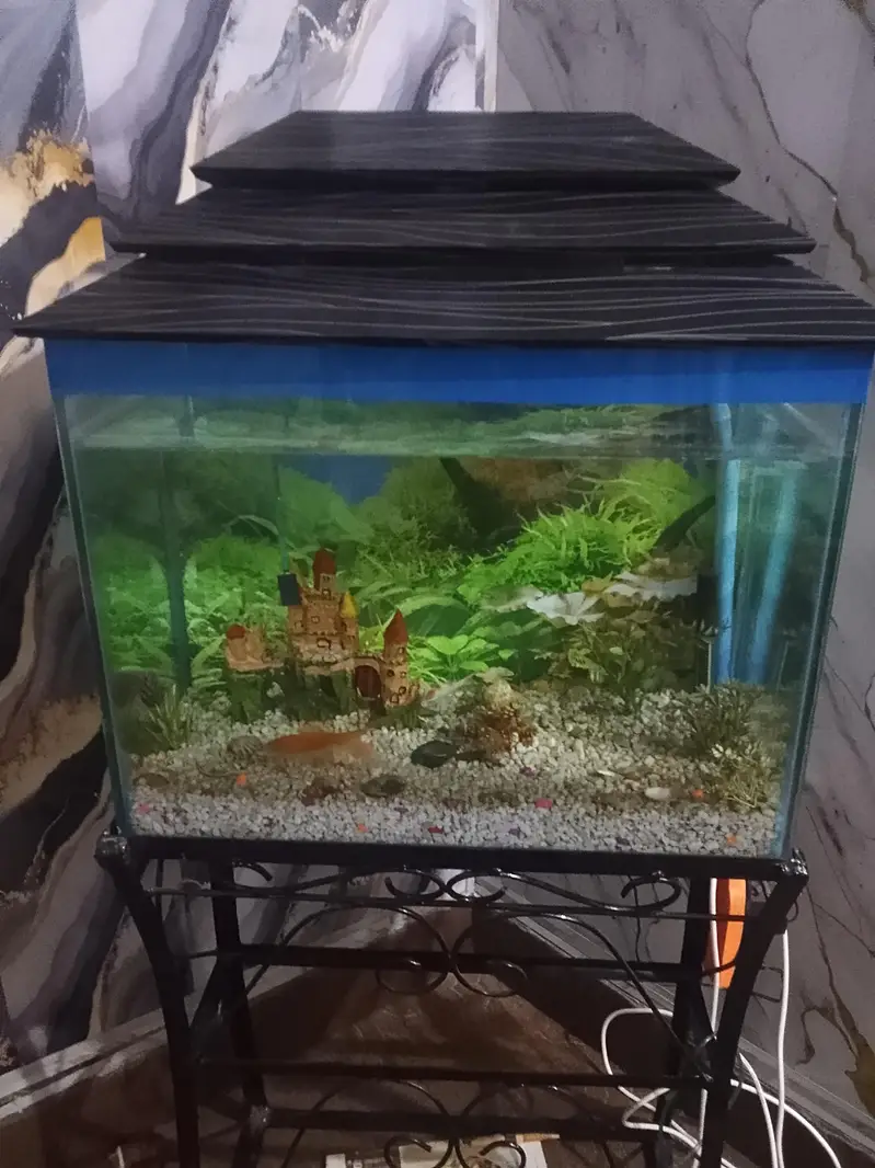 urgent sale fish aquarium — photo 4