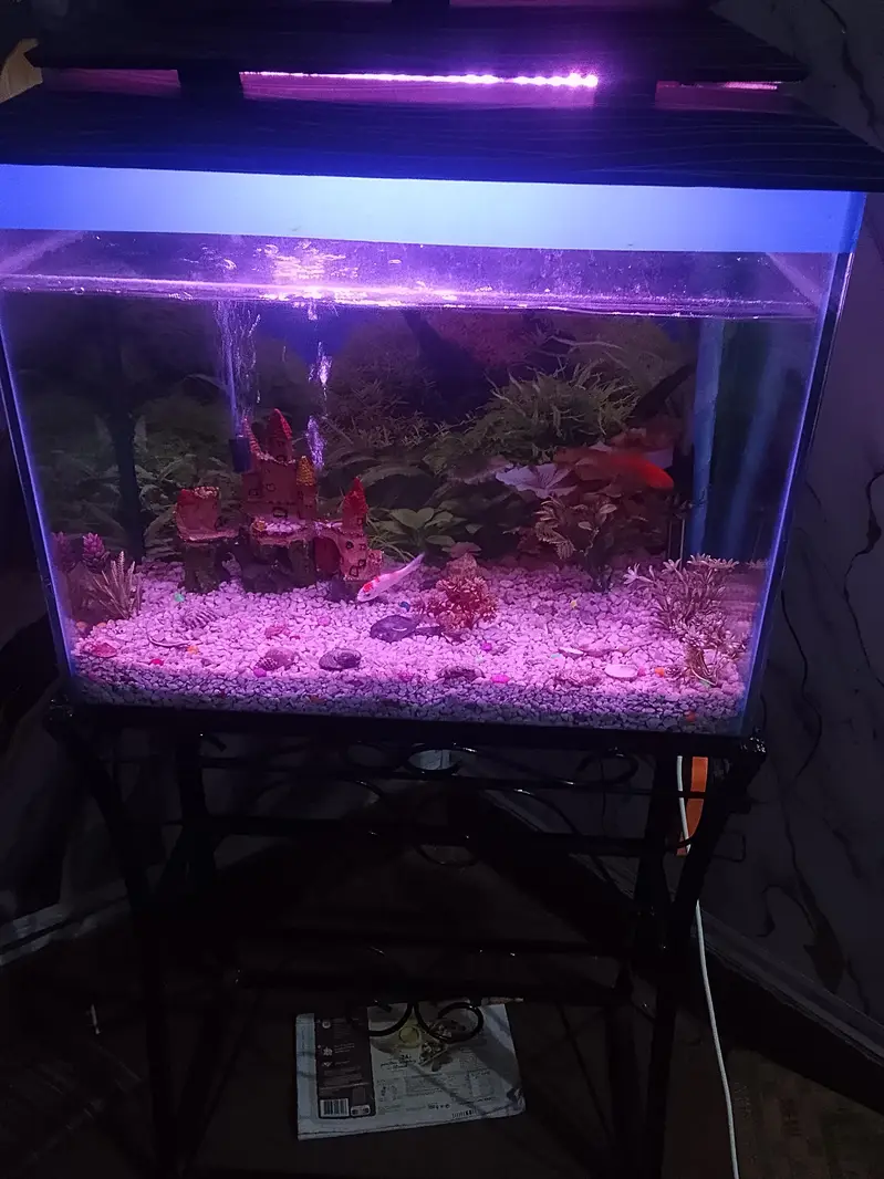 urgent sale fish aquarium — photo 5
