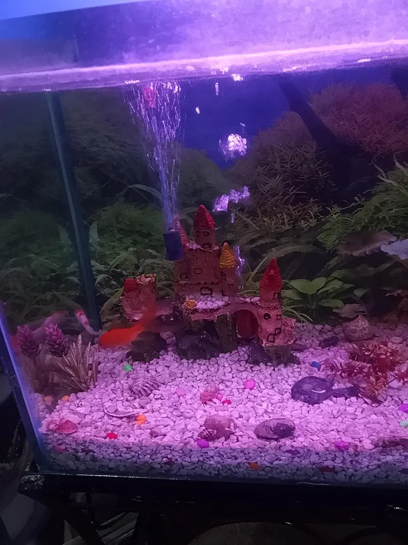 urgent sale fish aquarium — photo 6