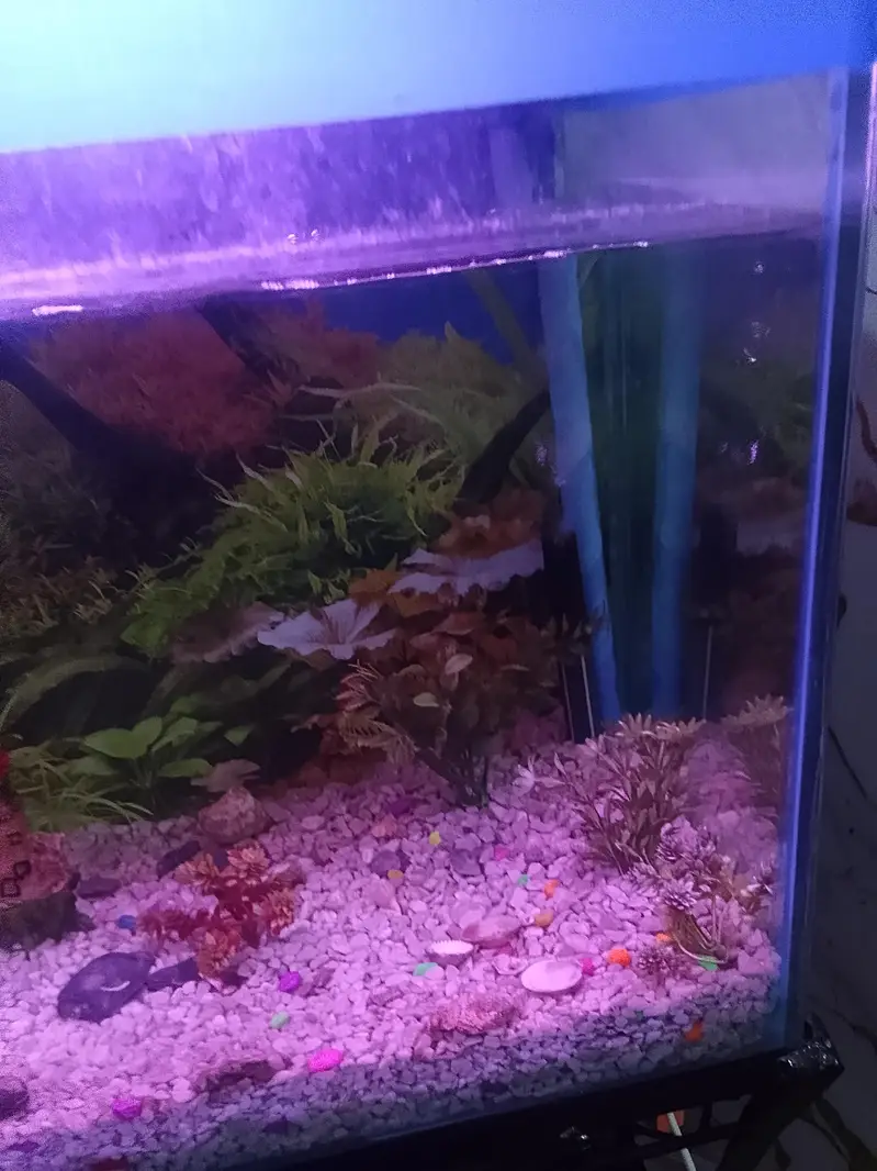 urgent sale fish aquarium — photo 7