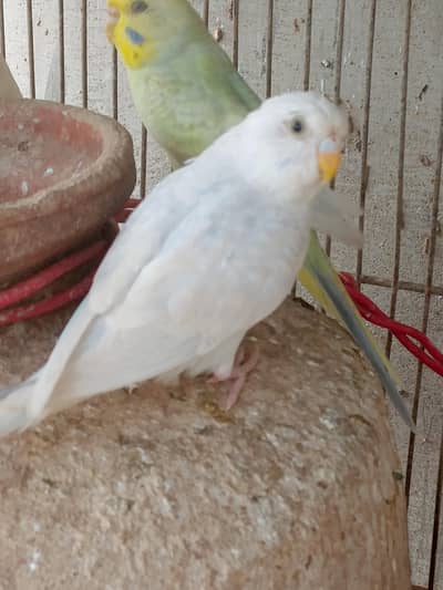 attractive budgies for sale