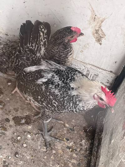 Desi hens pair