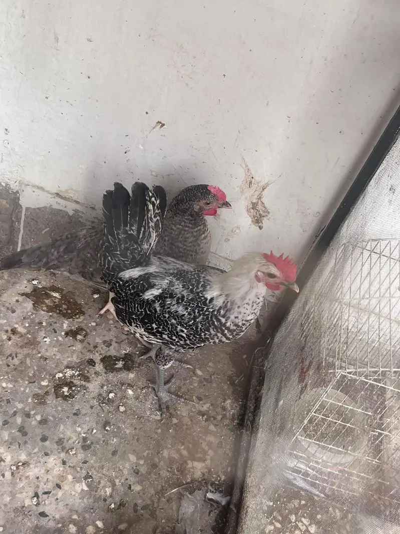 Desi hens pair — photo 2