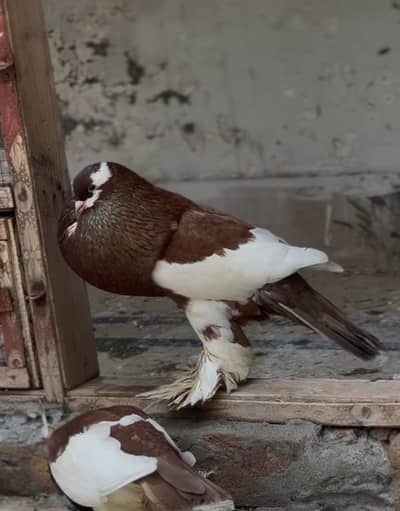 Breeder pouter magpie pair