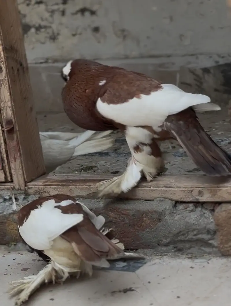 Breeder pouter magpie pair — photo 2