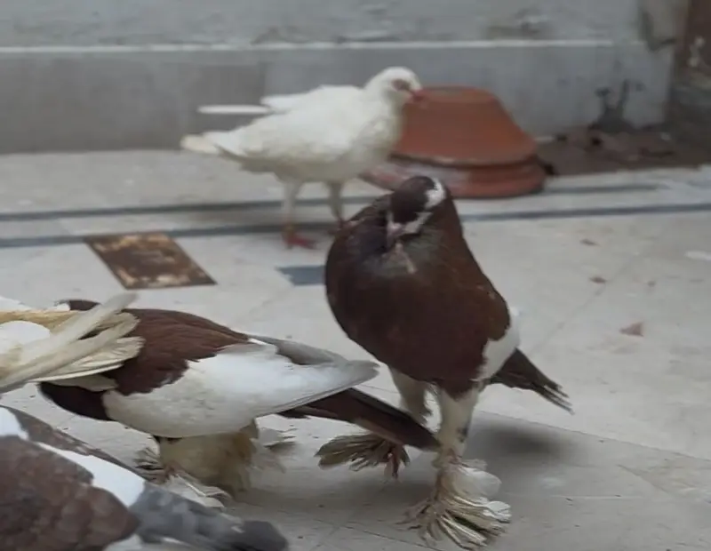 Breeder pouter magpie pair — photo 3