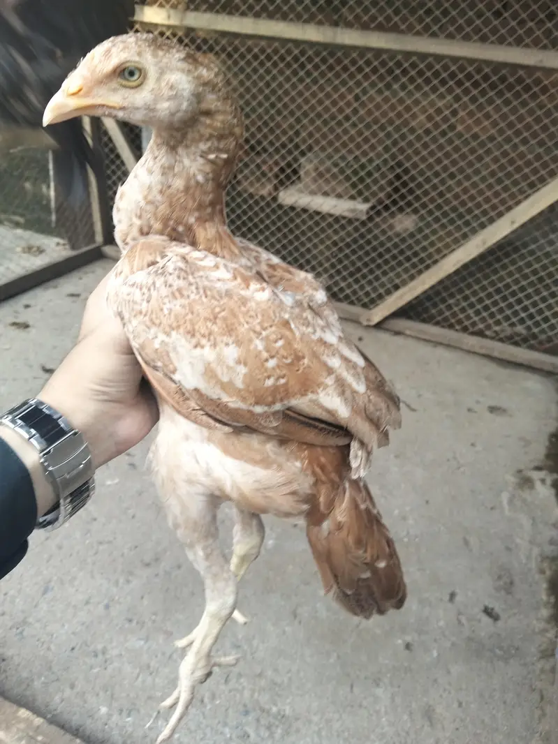 high quality aseel chick male or female  for sale03237700235 — photo 6