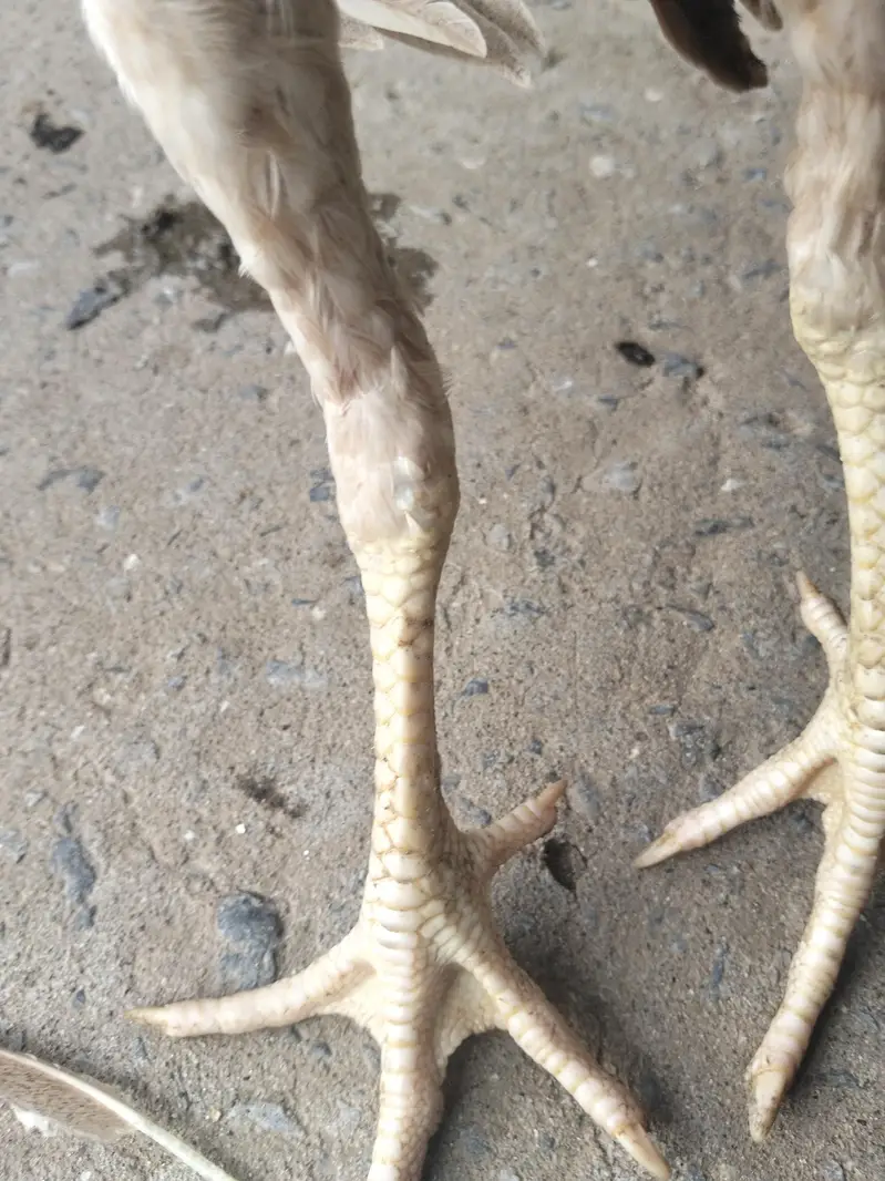 high quality aseel chick male or female  for sale03237700235 — photo 7
