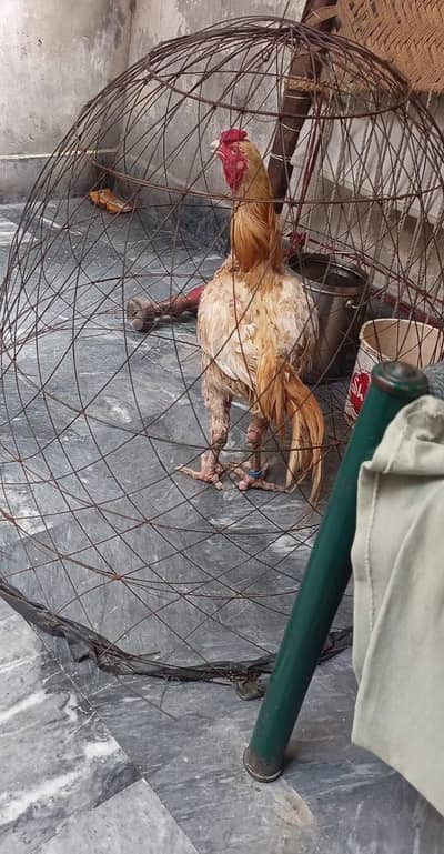 Healthy and Active male urgent sale WhatsApp number 03264320154