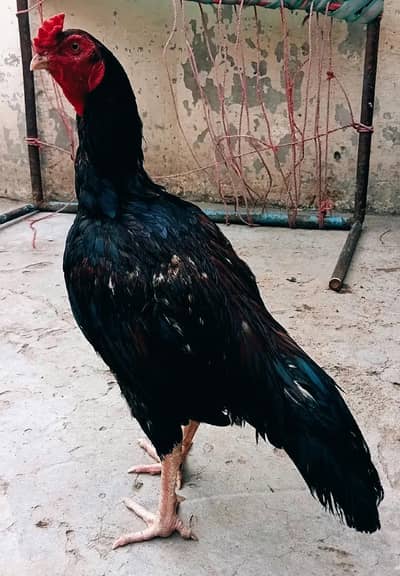lakha lasani patha