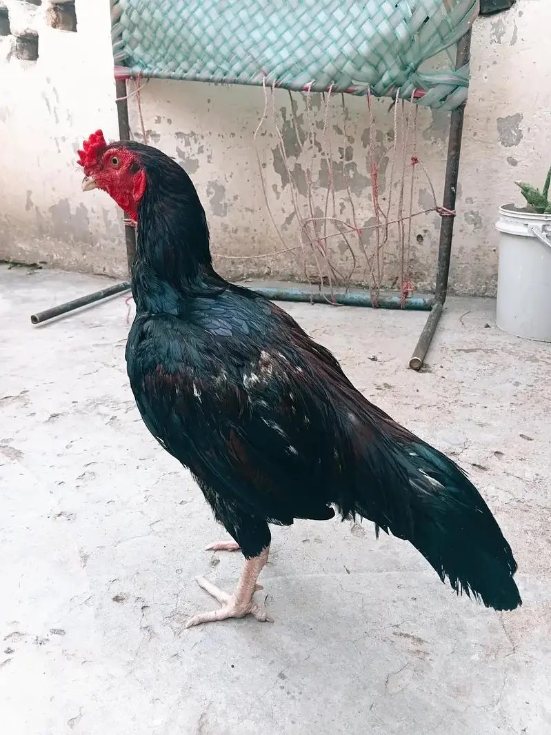 lakha lasani patha — photo 2