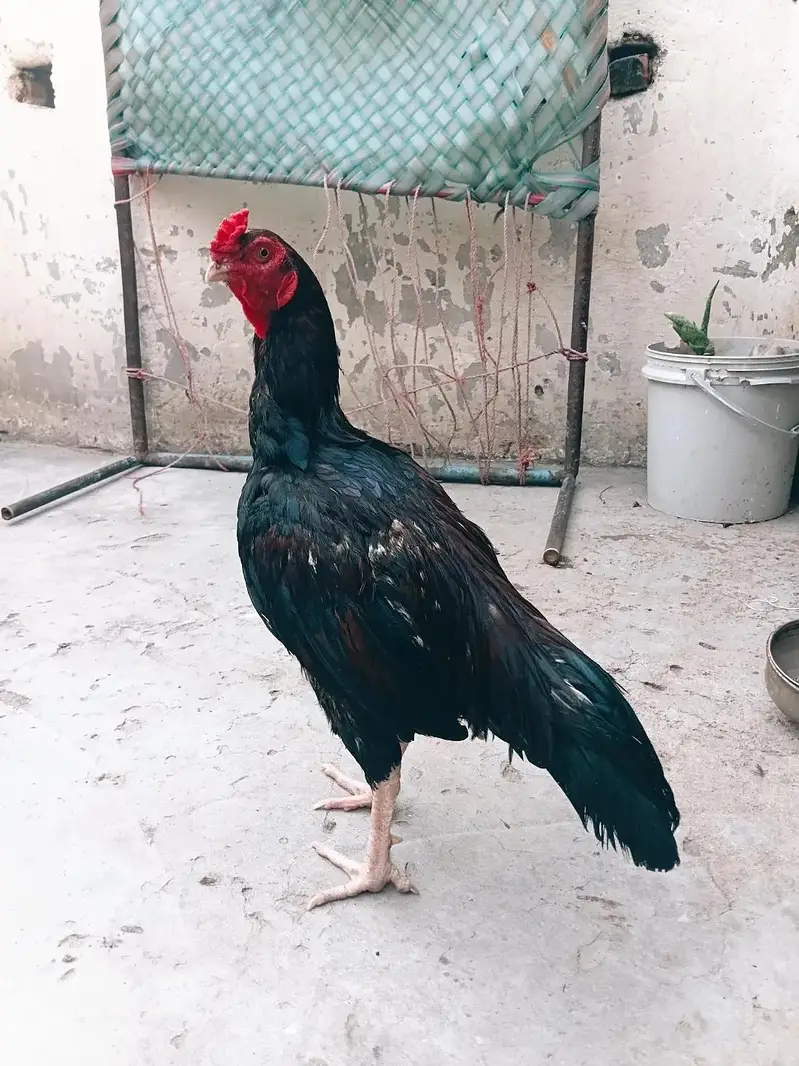 lakha lasani patha — photo 4