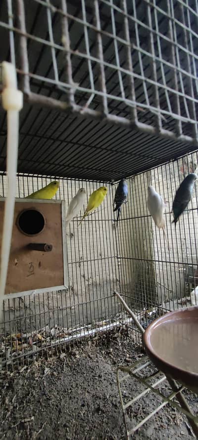 Budgies for sale
