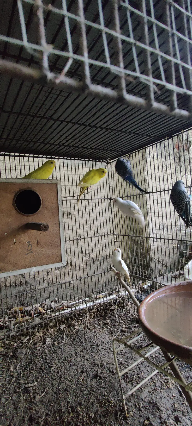 Budgies for sale — photo 2