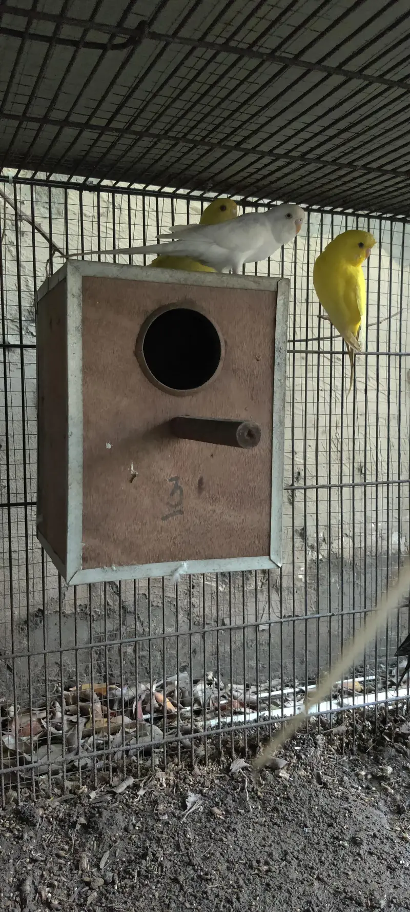 Budgies for sale — photo 3