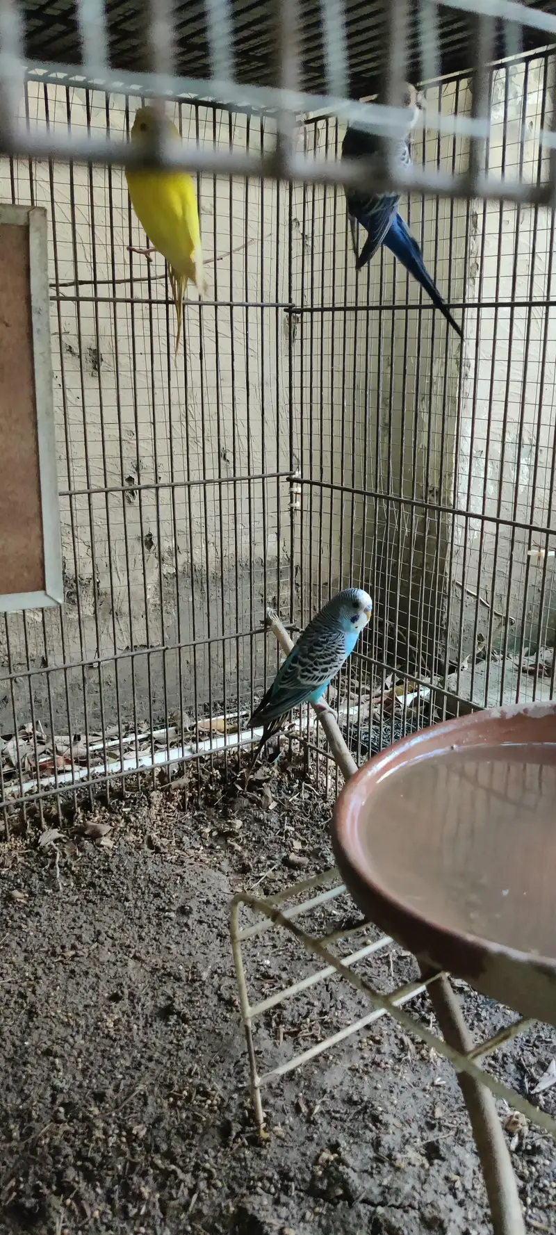 Budgies for sale — photo 4