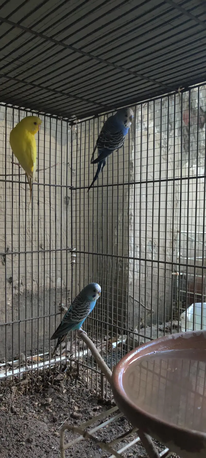 Budgies for sale — photo 5