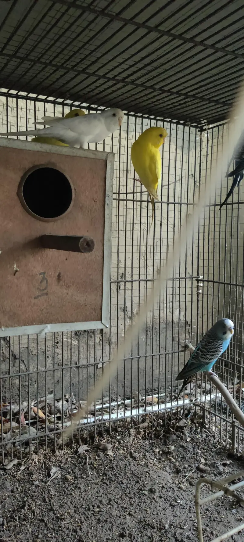 Budgies for sale — photo 6