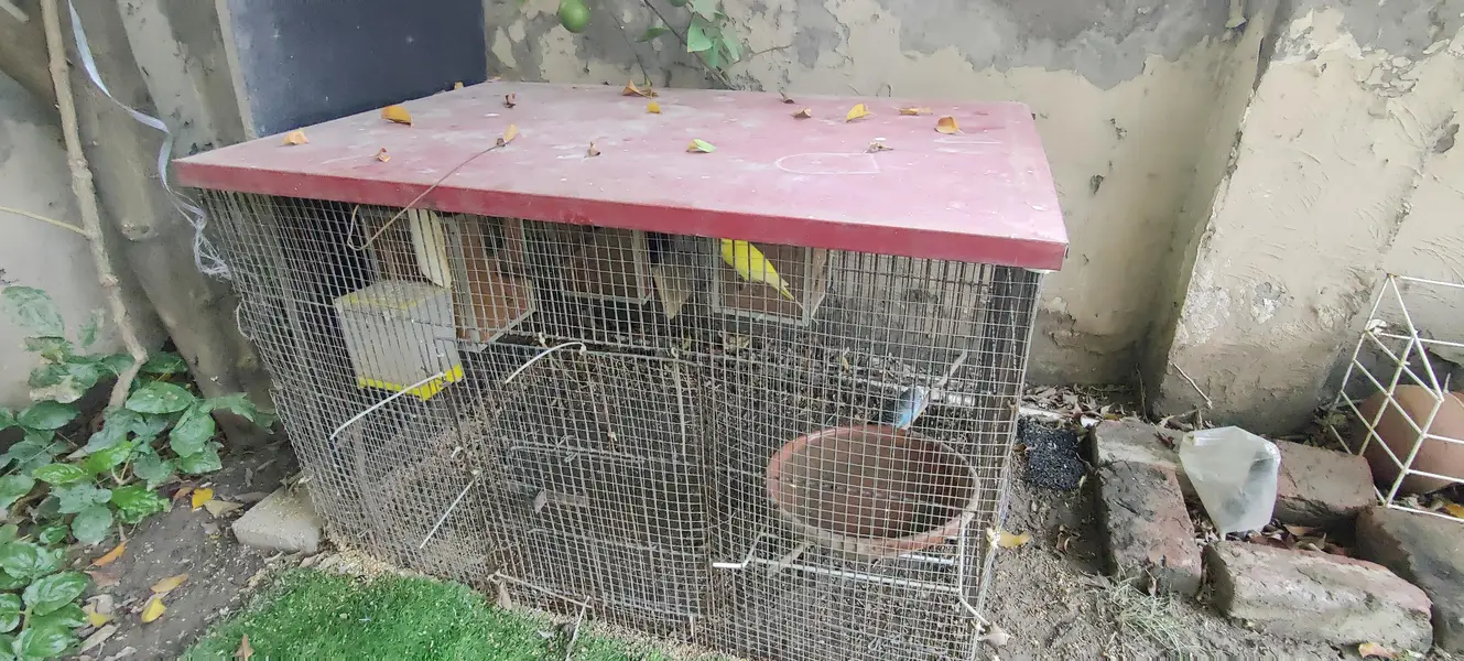 Budgies for sale — photo 7