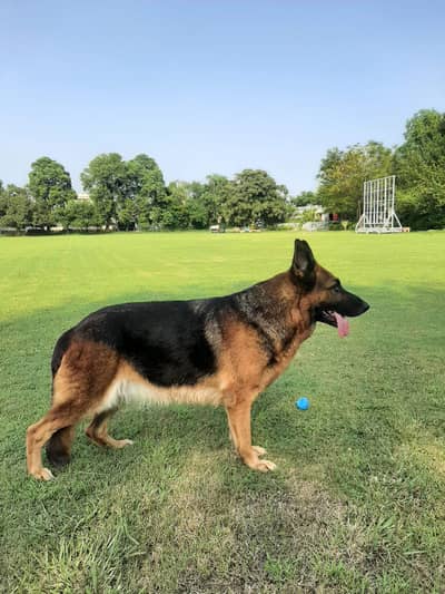 German Shepherd Female