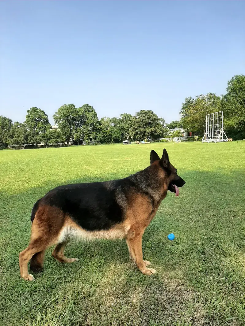 German Shepherd Female — photo 2